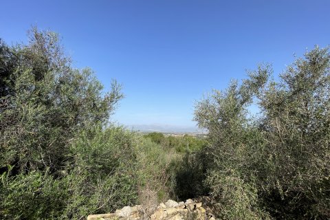 Land zum Verkauf Llubi, Mallorca, Spanien 21983 m2 Nr. 111945 - Foto 5