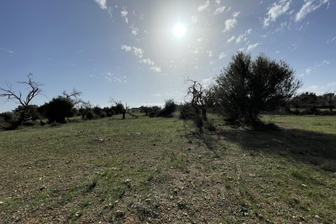 Land zum Verkauf Llubi, Mallorca, Spanien 21983 m2 Nr. 111945 - Foto 4