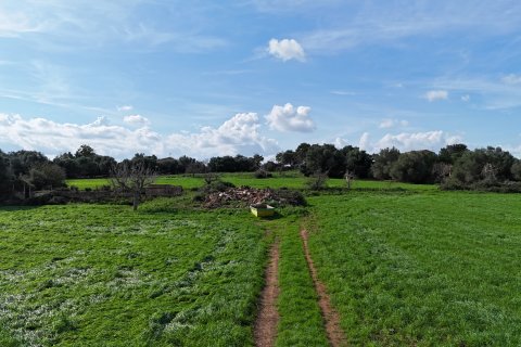 Tontti myytävänä Manacor, Mallorca, Espanja, 4 makuuhuonetta, 55000 m2 No. 111946 - kuva 10