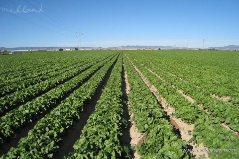 Villa pārdošanā Los Alcazares, Murcia, Spānijā 3 istabas, 112 m2 Nr. 108780 - attēls 10