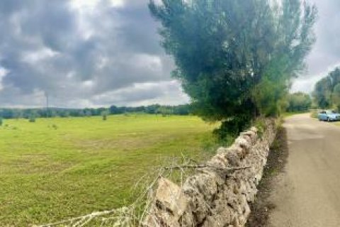Land plot for sale Ses Salines, Mallorca, Spain No. 108947 - photo 4