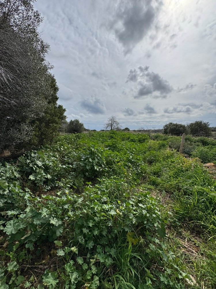 Casa a Algaida, Mallorca, Spagna N° 109860