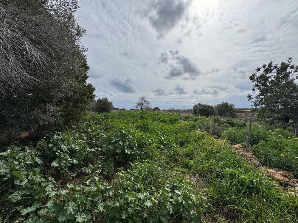 Casa a Algaida, Mallorca, Spagna N° 109860