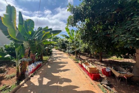 Villa zum Verkauf Santiago del Teide, Tenerife, Spanien Nr. 117444 - Foto 19