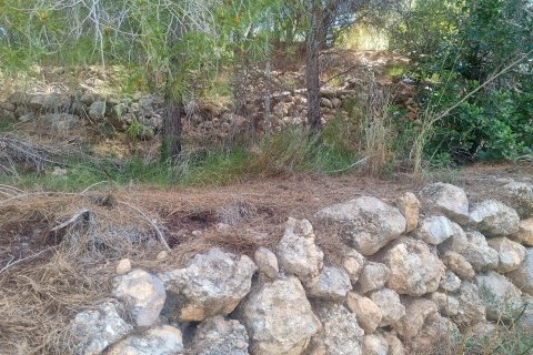 Land plot for sale Galera de las Palmeras, Alicante, Spain No. 117858 - photo 9