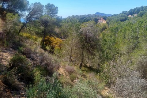 Land plot for sale Galera de las Palmeras, Alicante, Spain No. 117858 - photo 13