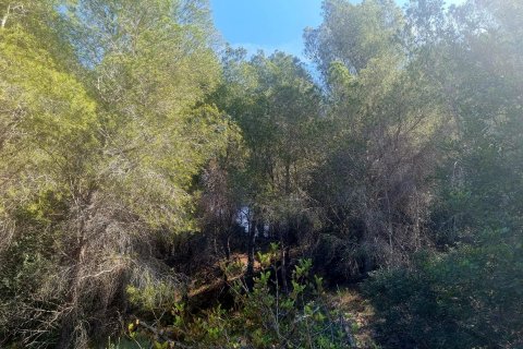Land plot for sale Galera de las Palmeras, Alicante, Spain No. 117858 - photo 7