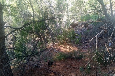 Land plot for sale Galera de las Palmeras, Alicante, Spain No. 117858 - photo 10
