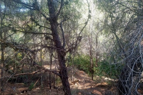 Land plot for sale Galera de las Palmeras, Alicante, Spain No. 117858 - photo 8
