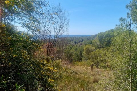 Land plot for sale Galera de las Palmeras, Alicante, Spain No. 117858 - photo 6