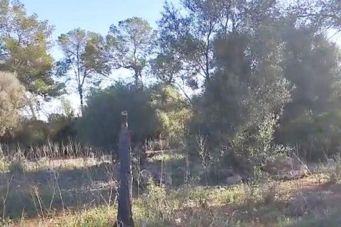 Zemes gabals pārdošanā Sineu, Mallorca, Spānijā 3 istabas, 101 m2 Nr. 108957 - attēls 6