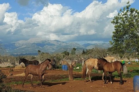 Zemes gabals pārdošanā Sineu, Mallorca, Spānijā 3 istabas, 101 m2 Nr. 108957 - attēls 9