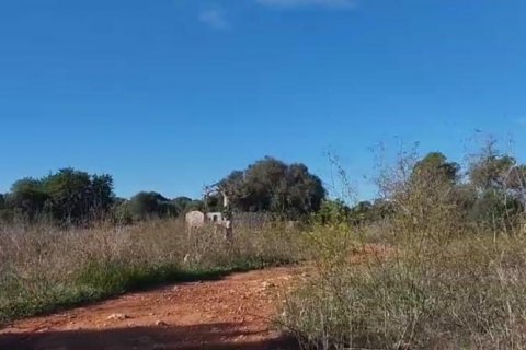 Zemes gabals pārdošanā Sineu, Mallorca, Spānijā 3 istabas, 101 m2 Nr. 108957 - attēls 3