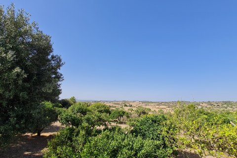 Parcela en venta Santa Margalida, Mallorca, España 325 m2 No. 111814 - foto 2