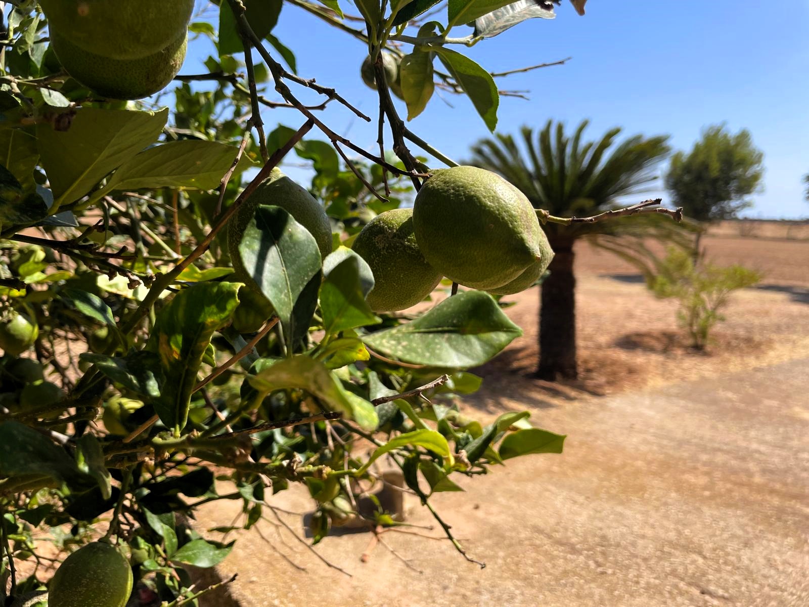 Finca a Campos, Mallorca, Spagna 5 camere da letto, 409 mq. N° 111830