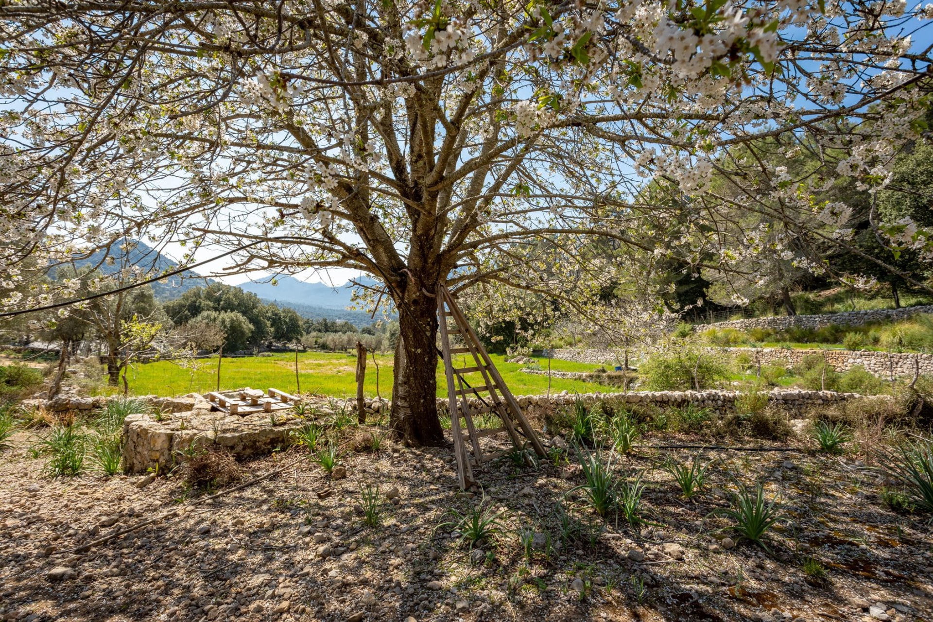 Finca Escorca, Mallorca, Spānijā 8 istabas, 736 m2 Nr. 102049