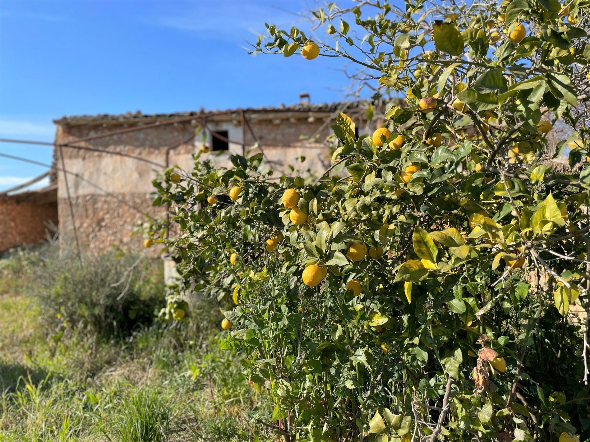 Land plot à Costitx, Mallorca, Espagne 4 chambres, 30143 m2 No. 111761