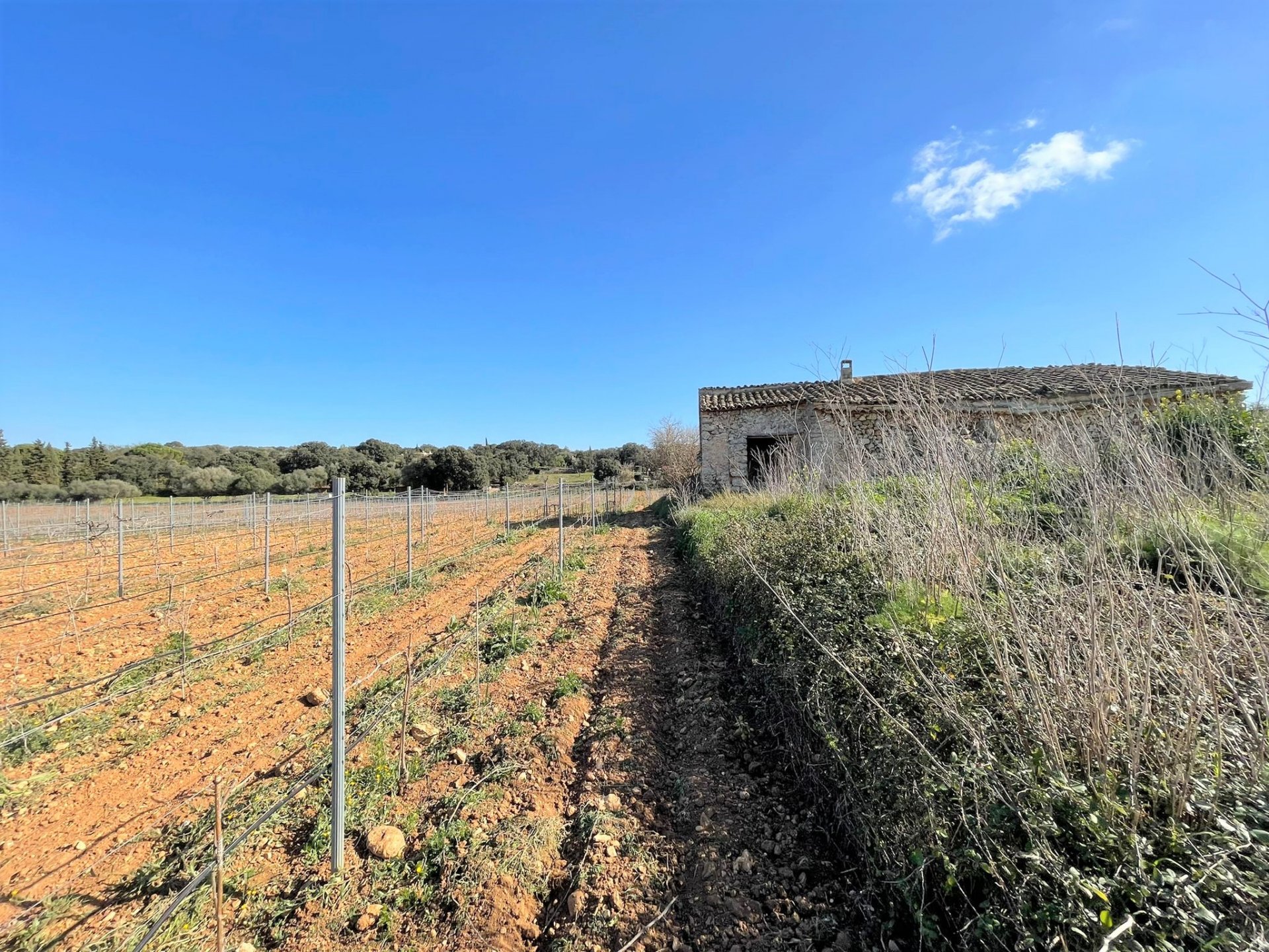 Land plot à Costitx, Mallorca, Espagne 4 chambres, 30143 m2 No. 111761