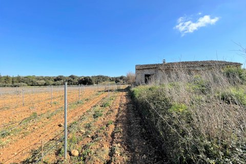 Parcela en venta Costitx, Mallorca, España 4 dormitorios, 30143 m2 No. 111761 - foto 12