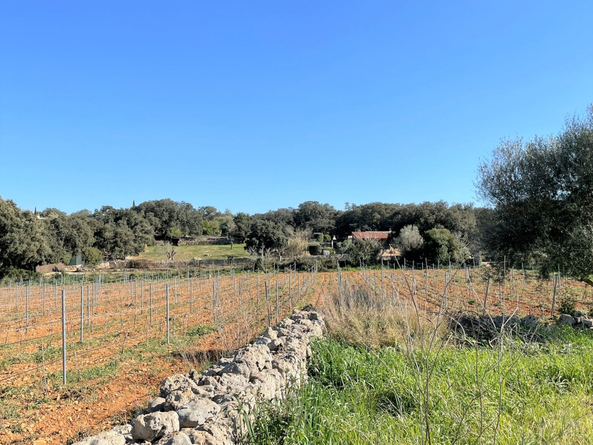Land plot à Costitx, Mallorca, Espagne 4 chambres, 30143 m2 No. 111761
