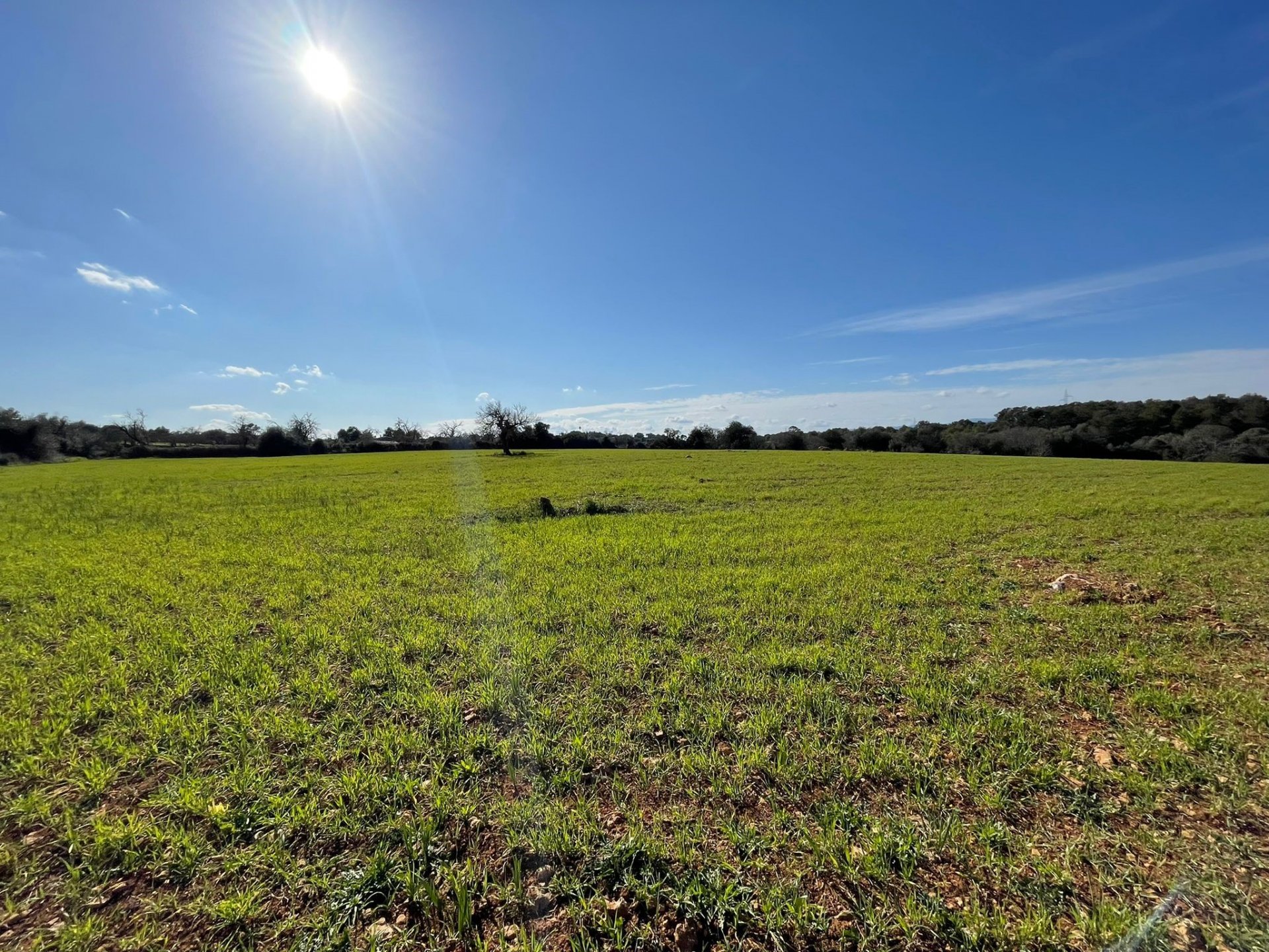 Land plot à Costitx, Mallorca, Espagne 4 chambres, 30143 m2 No. 111761