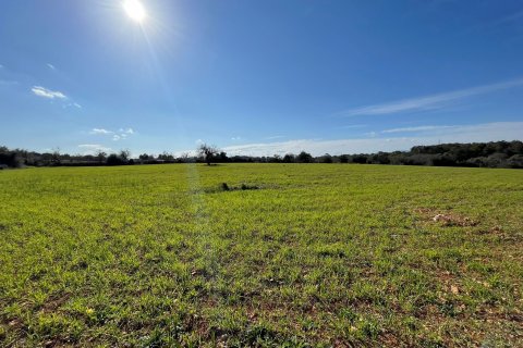 Parcela en venta Costitx, Mallorca, España 4 dormitorios, 30143 m2 No. 111761 - foto 11