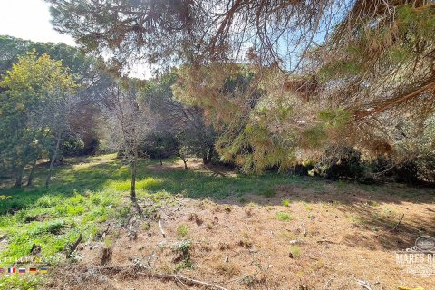 Land plot for sale Condado del Jaruco, Girona, Spain 17000 sq.m. No. 96415 - photo 7
