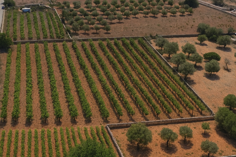 Land zum Verkauf in Llucmajor, Mallorca, Spanien 28500 m2 Nr. 111876 - Foto 8