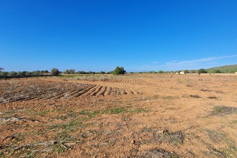 Land zum Verkauf Llucmajor, Mallorca, Spanien 28500 m2 Nr. 111876 - Foto 7
